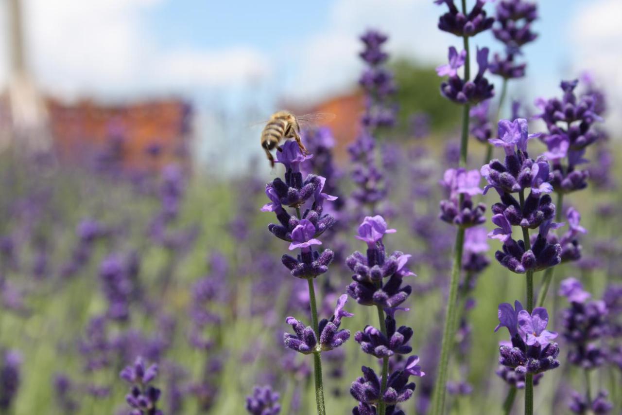 Rose Hip Hill Farm Bed & Breakfast Valea Tirnei ภายนอก รูปภาพ