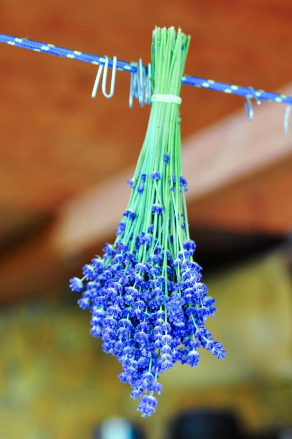 Rose Hip Hill Farm Bed & Breakfast Valea Tirnei ภายนอก รูปภาพ