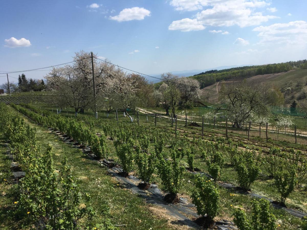 Rose Hip Hill Farm Bed & Breakfast Valea Tirnei ภายนอก รูปภาพ